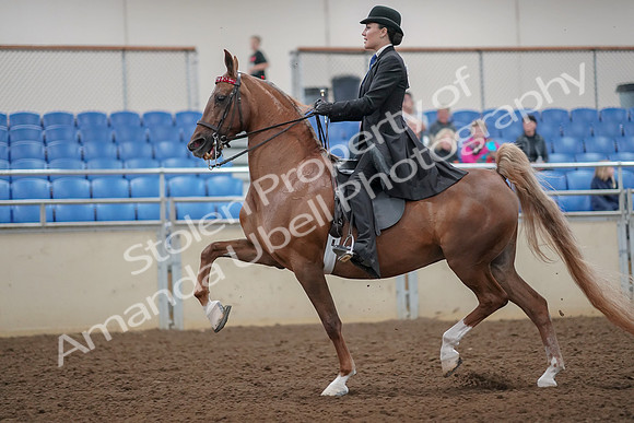 2019 Morgan Horse Show - Aug 30, 2019 - 25089
