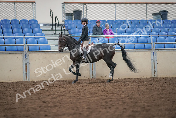 2019 Morgan Horse Show - Aug 30, 2019 - 20099