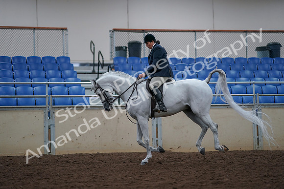 2019 Morgan Horse Show - Aug 30, 2019 - 17505