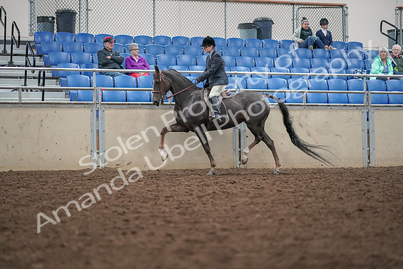 2019 Morgan Horse Show - Aug 30, 2019 - 20413