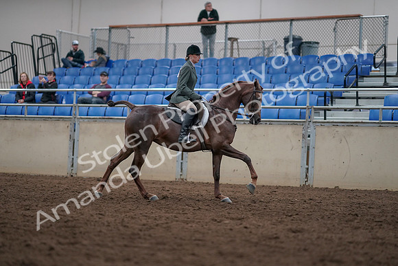 2019 Morgan Horse Show - Sept 01, 2019 - 08837