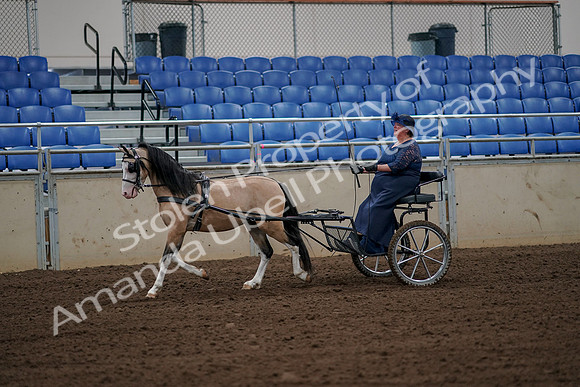 2019 Morgan Horse Show - Aug 30, 2019 - 13116
