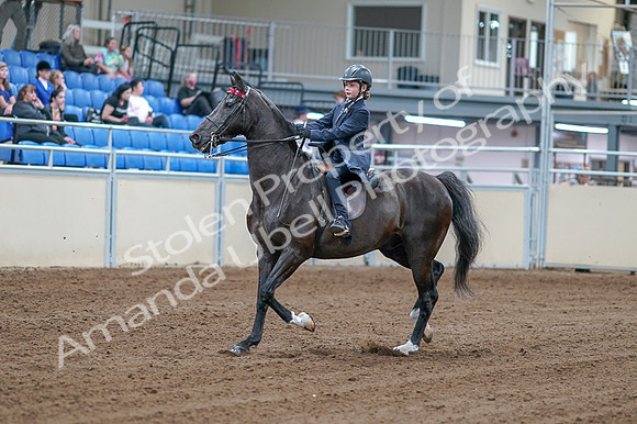 2020 - AB Morgan Horse - Fri, Sept 04 - 06980