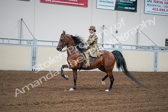 2020 - AB Morgan Horse - Sat, Sept 05 - 08094
