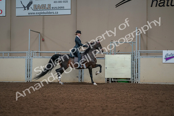 2019 Morgan Horse Show - Aug 30, 2019 - 25252