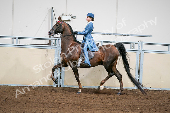 2020 - AB Morgan Horse - Fri, Sept 04 - 04952