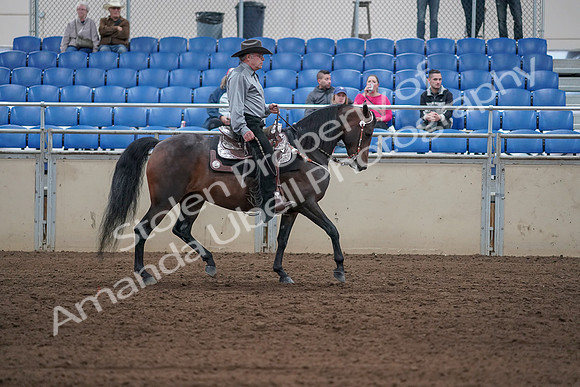2019 Morgan Horse Show - Sept 01, 2019 - 07079