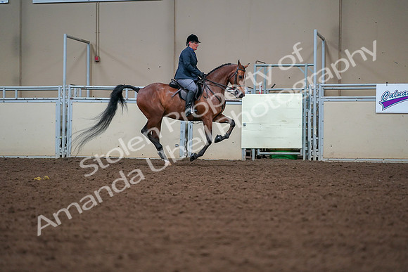 2019 Morgan Horse Show - Aug 30, 2019 - 20987