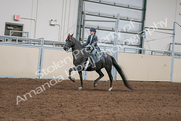 2020 - AB Morgan Horse - Sat, Sept 05 - 13619