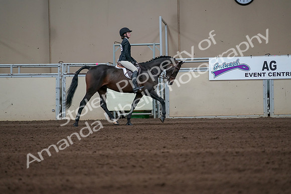 2019 Morgan Horse Show - Sept 01, 2019 - 03869