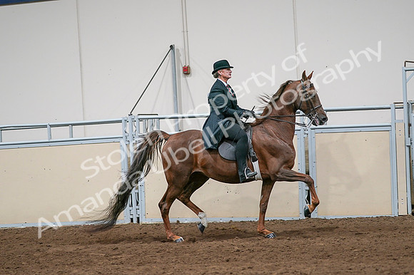 2020 - AB Morgan Horse - Fri, Sept 04 - 08107