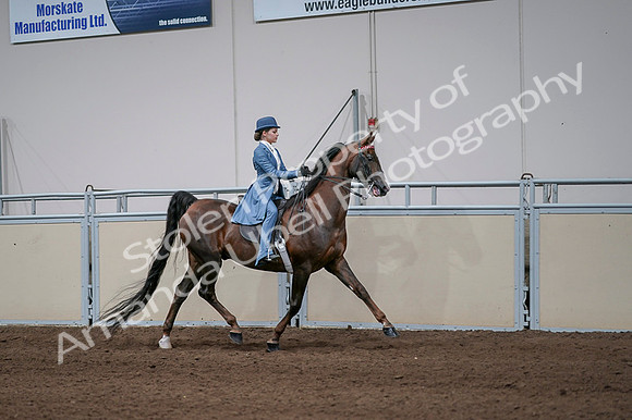 2020 - AB Morgan Horse - Fri, Sept 04 - 05128
