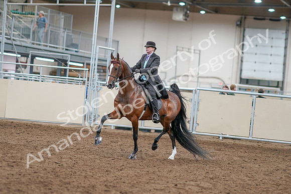 2020 - AB Morgan Horse - Sat, Sept 05 - 12894