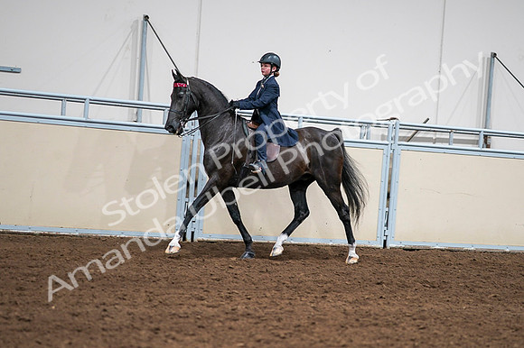 2020 - AB Morgan Horse - Fri, Sept 04 - 03017