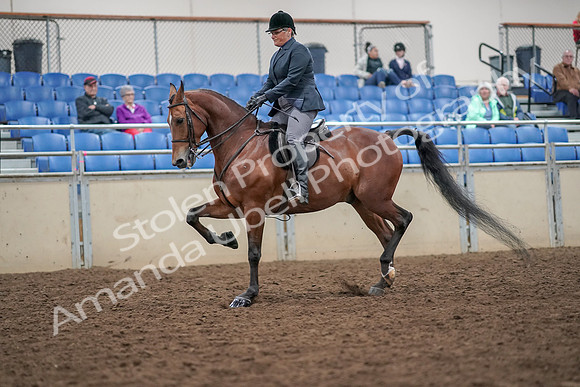 2019 Morgan Horse Show - Aug 30, 2019 - 20365