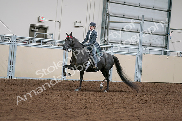 2020 - AB Morgan Horse - Sat, Sept 05 - 13624