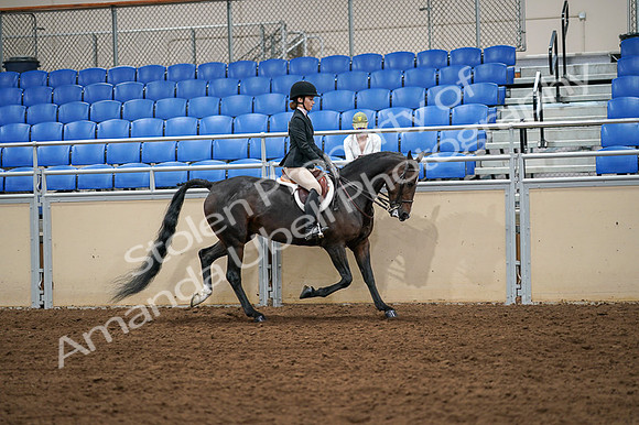 2020 - AB Morgan Horse - Fri, Sept 04 - 02155