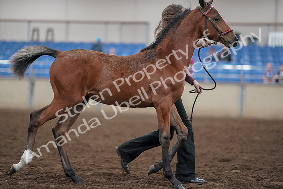 2019 Morgan Horse Show - Aug 31, 2019 - 00470
