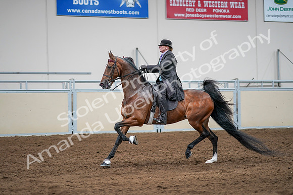 2020 - AB Morgan Horse - Sat, Sept 05 - 13186