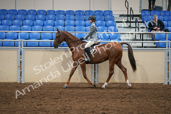 2020 - AB Morgan Horse - Fri, Sept 04 - 02970