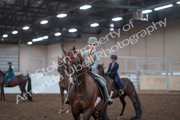 2019 Morgan Horse Show - Aug 30, 2019 - 18197