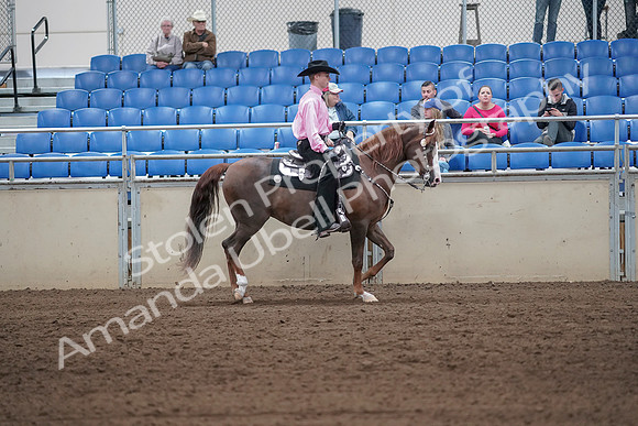 2019 Morgan Horse Show - Sept 01, 2019 - 07161