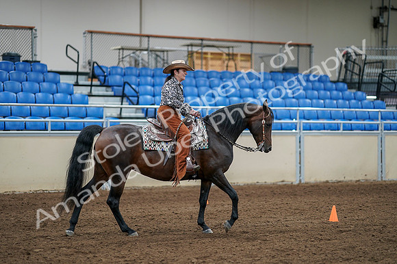 2020 - AB Morgan Horse - Fri, Sept 04 - 00391