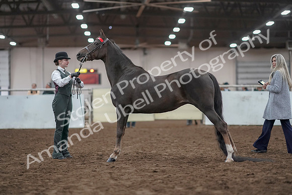 2019 Morgan Horse Show - Aug 31, 2019 - 02001
