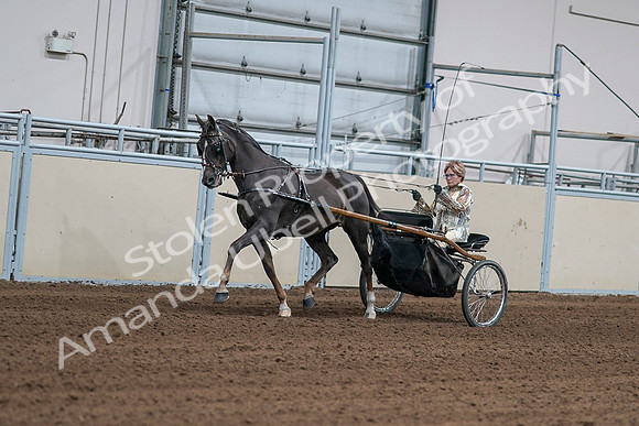 2020 - AB Morgan Horse - Sat, Sept 05 - 05864