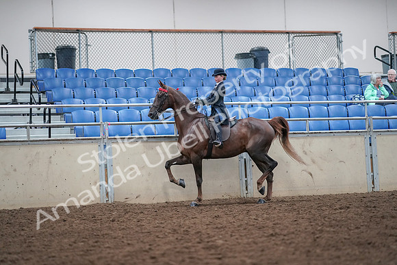 2019 Morgan Horse Show - Aug 30, 2019 - 17822