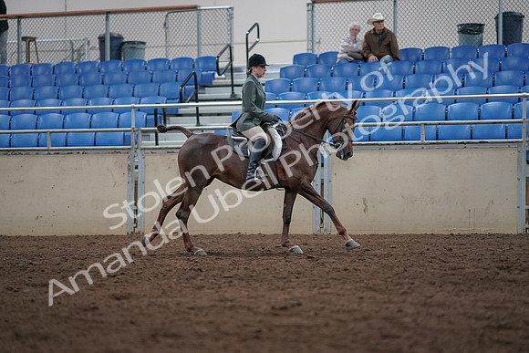 2019 Morgan Horse Show - Sept 01, 2019 - 08771