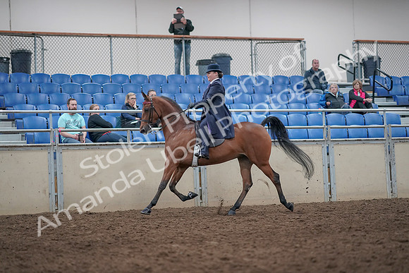 2019 Morgan Horse Show - Aug 31, 2019 - 08642