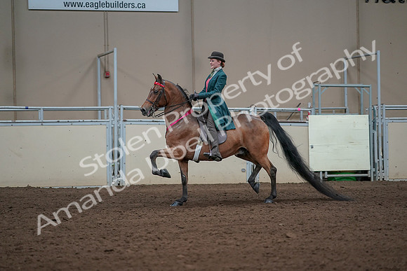 2019 Morgan Horse Show - Sept 01, 2019 - 13470