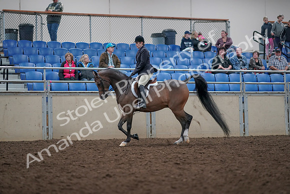 2019 Morgan Horse Show - Aug 31, 2019 - 15925