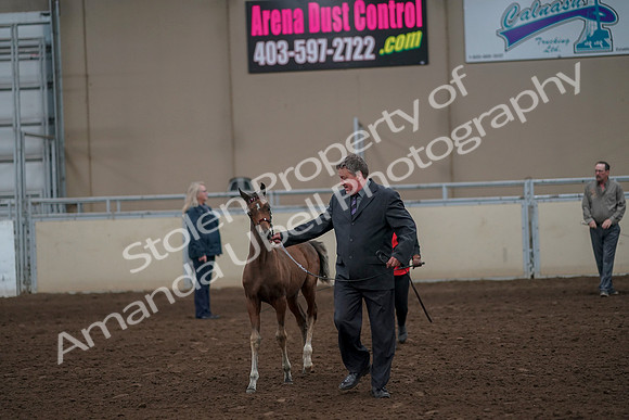 2019 Morgan Horse Show - Aug 31, 2019 - 00387