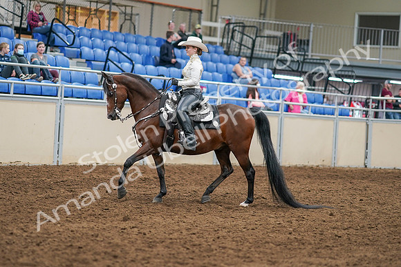 2020 - AB Morgan Horse - Sat, Sept 05 - 08873