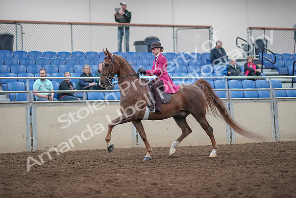 2019 Morgan Horse Show - Aug 31, 2019 - 08748