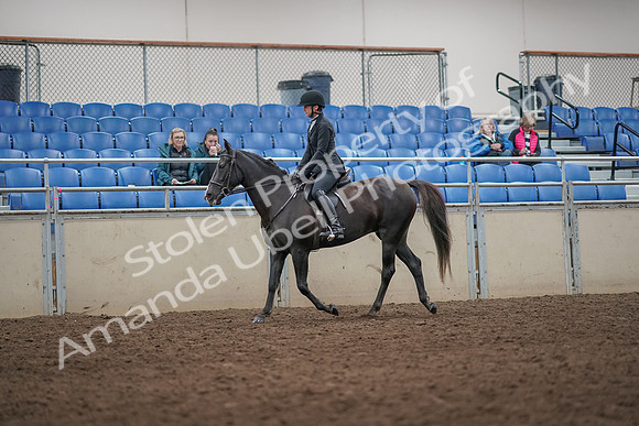 2019 Morgan Horse Show - Aug 31, 2019 - 07169