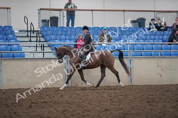 2019 Morgan Horse Show - Aug 31, 2019 - 15866
