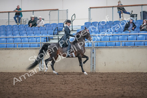 2019 Morgan Horse Show - Aug 31, 2019 - 08922