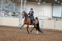 2020 - AB Morgan Horse - Sat, Sept 05 - 12895