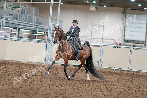 2020 - AB Morgan Horse - Sat, Sept 05 - 12895