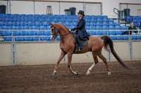 2019 Morgan Horse Show - Sept 01, 2019 - 11886