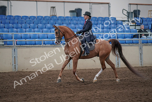 2019 Morgan Horse Show - Sept 01, 2019 - 11886