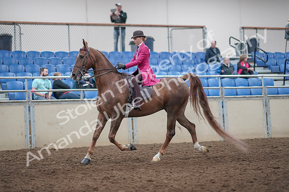 2019 Morgan Horse Show - Aug 31, 2019 - 08617