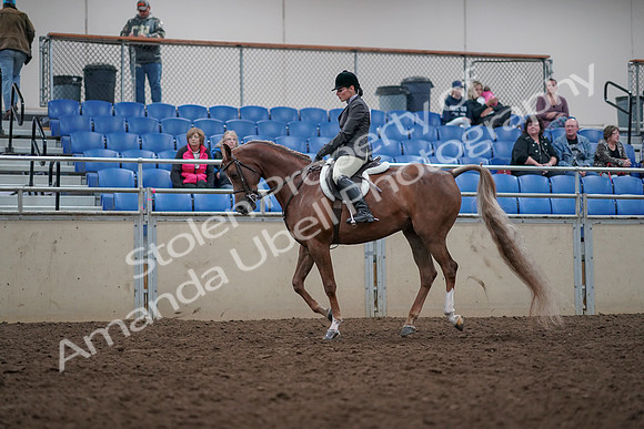 2019 Morgan Horse Show - Aug 31, 2019 - 15997