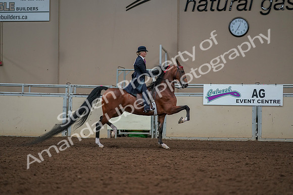 2019 Morgan Horse Show - Aug 30, 2019 - 25222