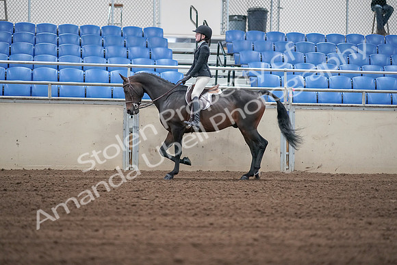 2019 Morgan Horse Show - Sept 01, 2019 - 03706