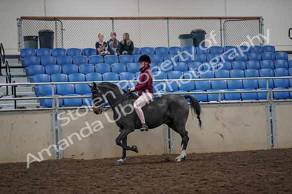 2019 Morgan Horse Show - Aug 30, 2019 - 31139