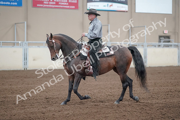 2019 Morgan Horse Show - Sept 01, 2019 - 07222